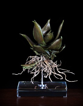 Aloe striata ii