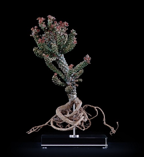 NIC BLADEN, EUPHORBIA CAPUT-MEDUSAE (I)
2016, BRONZE AND STERLING SILVER