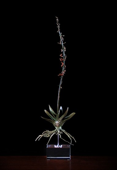 NIC BLADEN, GASTERIA BRACHYPHYLLA
2019, BRONZE AND STERLING SILVER