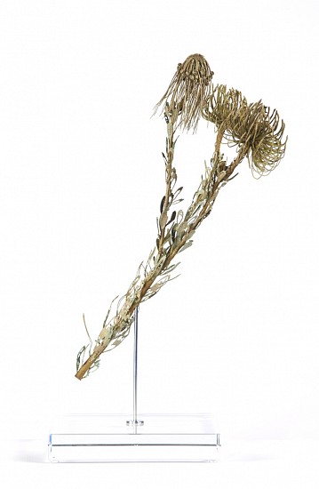 NIC BLADEN, LEUCOSPERMUM REFLEXUM
2019, BRONZE