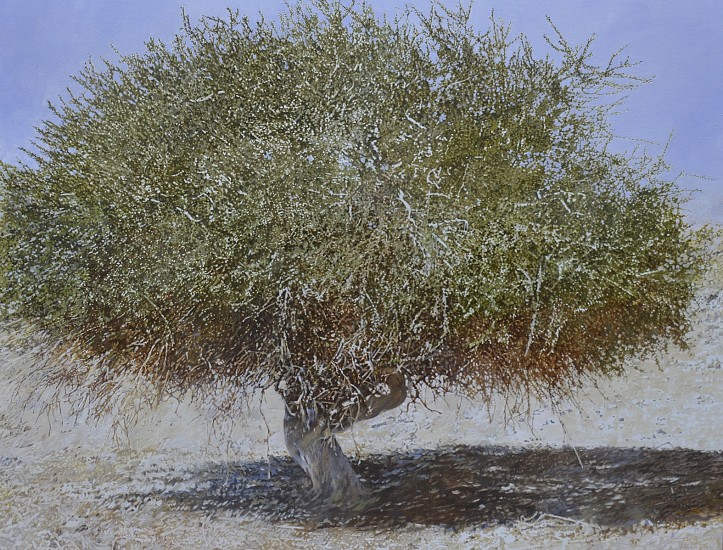 LEIGH VOIGT, OLD BOSCIA ALBITRUNCA
2020, OIL ON CANVAS