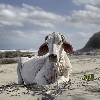 xhosa cow sitting on the shore. mnenu river mouth eastern cape south africa 4 december 2019.the bovine prophecy. dnaude