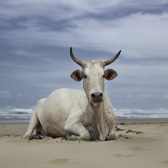 DANIEL NAUDE', XHOSA COW SITTING ON THE SHORE. NOXOVA, EASTERN CAPE, SOUTH AFRICA, 5 DECEMBER 2019
2019, LIGHTJET C-PRINT