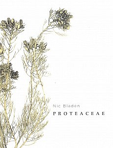 NIC BLADEN PROTEACEAE