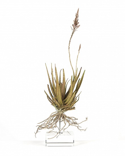 NIC BLADEN, ALOE RED (II)
2021, BRONZE