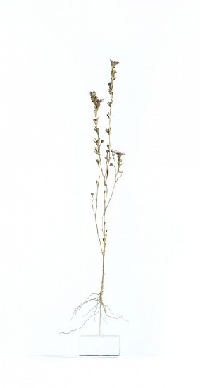 NIC BLADEN, EREPSIA ANCEPS
2022, BRONZE