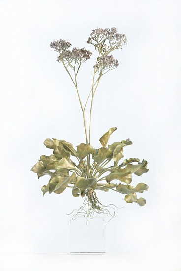 NIC BLADEN, LIMONIUM PEREZII
2022, BRONZE