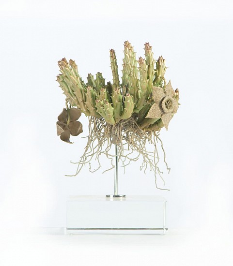 NIC BLADEN, ORBEA VARIEGATA
2022, BRONZE