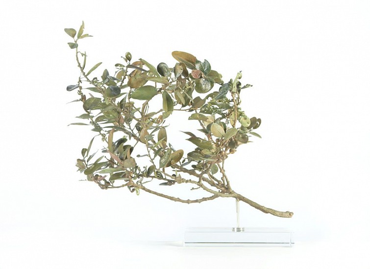 NIC BLADEN, SIDEROXYLON INERME (SMALL)
2022, BRONZE