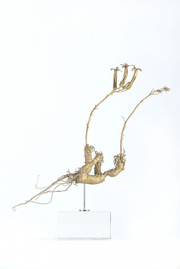 NIC BLADEN, TYLECODON GRANDIFLORUS
2022, BRONZE