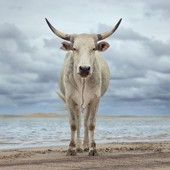 DANIEL NAUDE', XHOSA COW ON THE SHORE, KEI RIVER MOUTH, EASTERN CAPE, SOUTH AFRICA, 9 DECEMBER, 2019
LIGHTJET C-PRINT