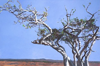 rac2686 shepherd s tree
