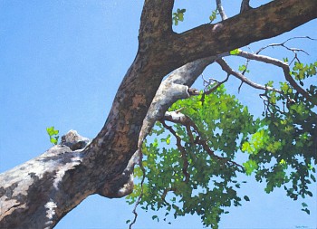 rac2780 elusive shade